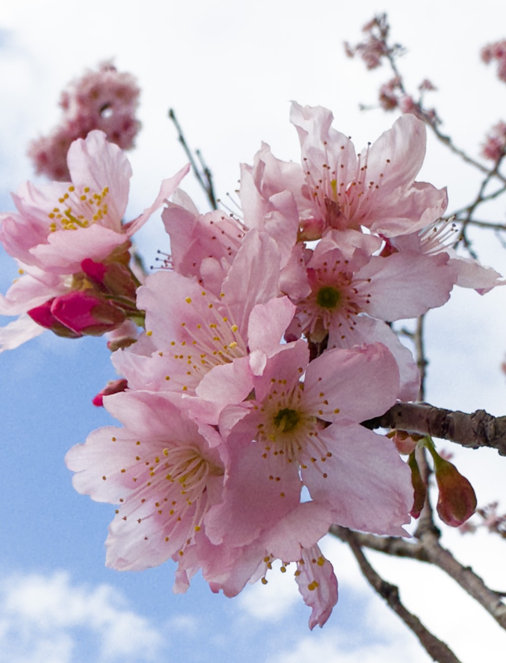 拍摄樱花小贴士：樱花衬托不同背景，例如蓝天、河畔或建筑物，会增添趣味。