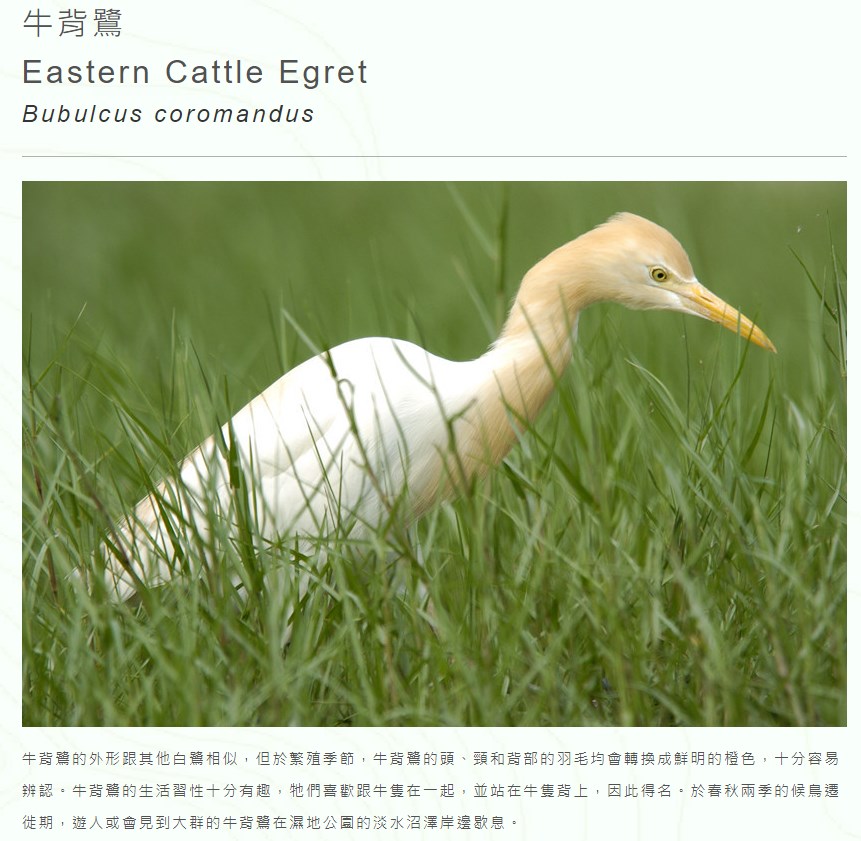 香港湿地公园网页介绍「牛背鹭」  ​。香港湿地公园网页截图