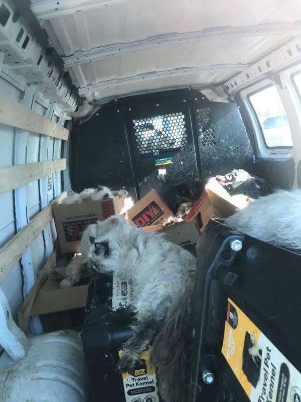 車內有一些紙箱,不見食物或水。 貓隻擠在擋風玻璃前。 Merced County Sheriff's Office 車內有一些紙箱,不見食物或水。 貓隻擠在擋風玻璃前。 Merced County Sheriff's Office