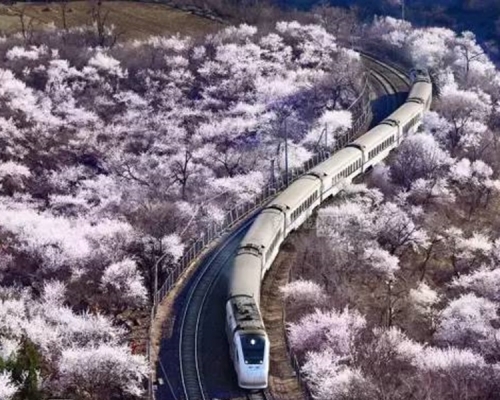 居庸關「花海列車」美景,每日吸引過百人闖路軌拍照。網上圖片