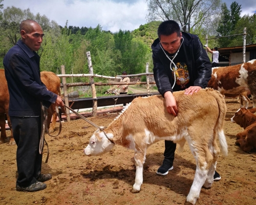 香港小母牛安排畜牧技術專家上門指導農戶養牛技術。
