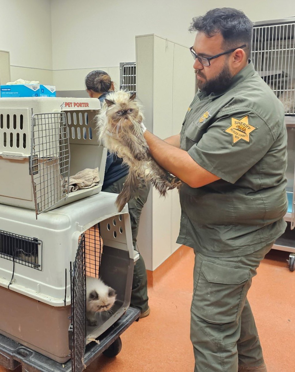 獲救貓貓經檢查後將開放領養。 貓隻擠在擋風玻璃前。 Merced County Sheriff's Office 獲救貓貓經檢查後將開放領養。 貓隻擠在擋風玻璃前。 Merced County Sheriff's Office