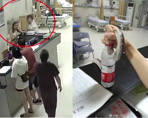 女子被蛇咬傷，直接拎着活蛇往醫院求診。（網圖）