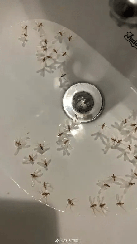 白蟻的趨光性，會自動跌入燈光下的水中淹死。