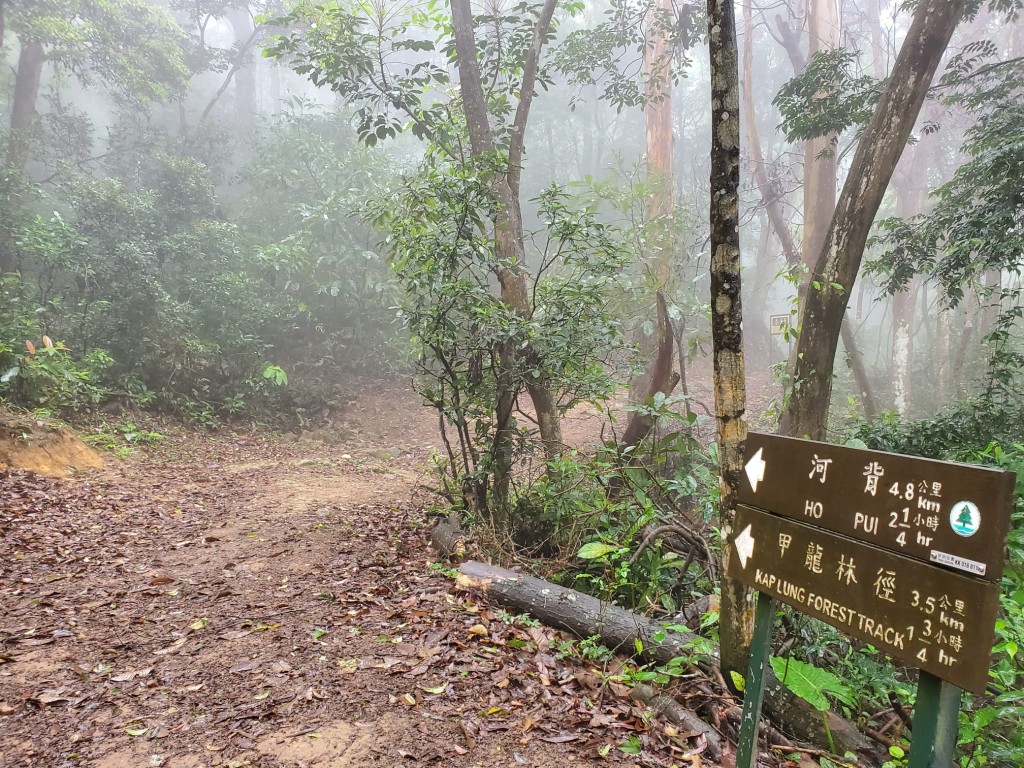 甲龍林徑。 梁國峰攝