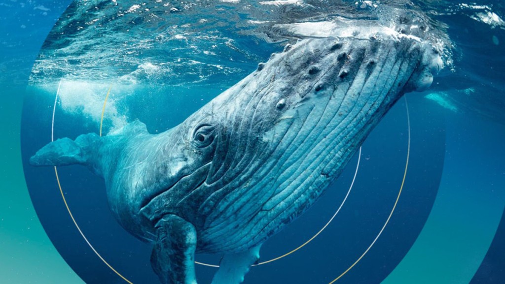 比特幣神秘大戶被稱「鯨魚先生」 累購逾5.4萬枚 價值料超過289億