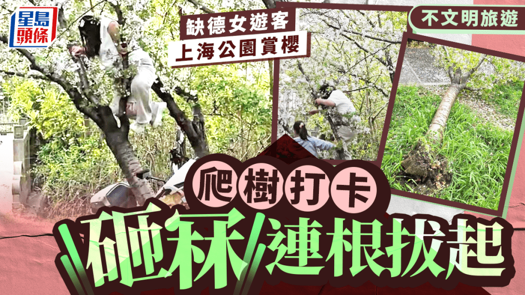 缺德女游客上海爬树拍照 20年龄樱花被连根压断