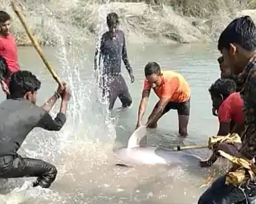 印度多名男子持棍及斧頭虐殺稀有恆河豚，3名疑犯被捕。