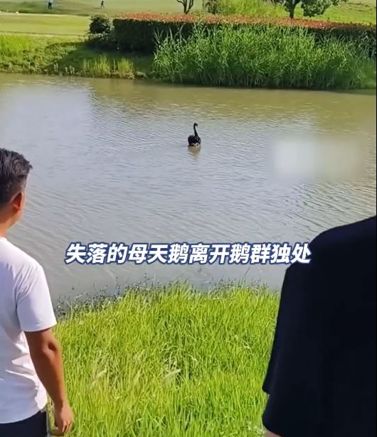 飼養員用食物也未能吸引被拋棄的母黑天鵝。齊魯晚報