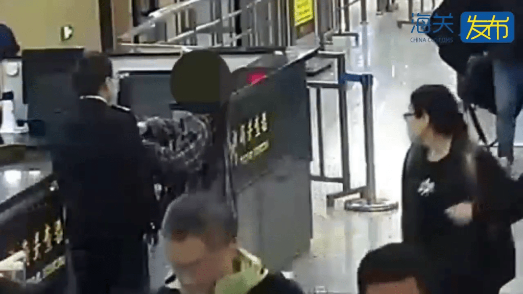 背包藏59只“橙红陆寄居蟹”,内地女拱北闯关断正。 背包藏59只“橙红陆寄居蟹”,内地女拱北闯关断正。