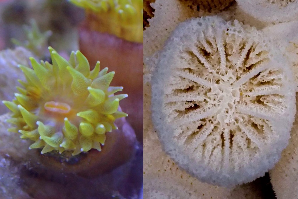 「绿壁筒星珊瑚」：（左）伸出触手的珊瑚体特写；（右）珊瑚体骨骼特写。浸大图片