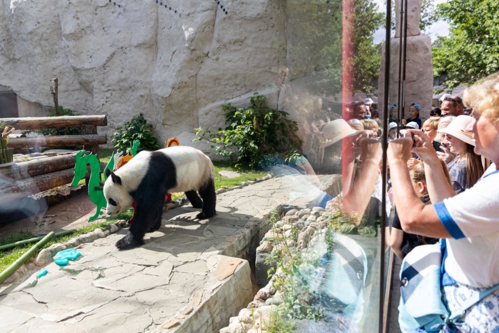 旅居俄罗斯的大熊猫「如意」和「丁丁」。 新华社图