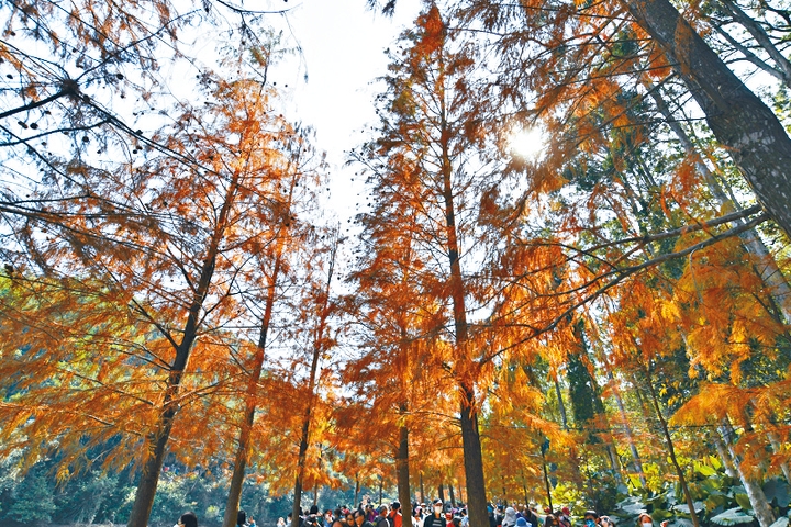 在流水響水塘附近看到的落羽松秋色，雖已接近尾聲，仍是相當漂亮。