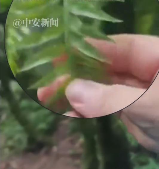 洛陽重渡溝自然風景區被指植被造假。中安新聞