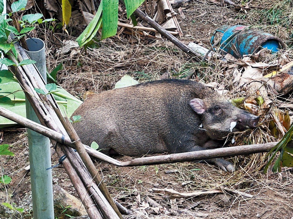 野豬口吐白沫躺在地上。