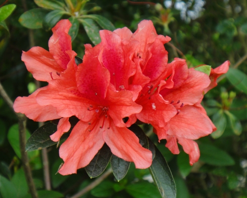 紅杜鵑。網上圖片