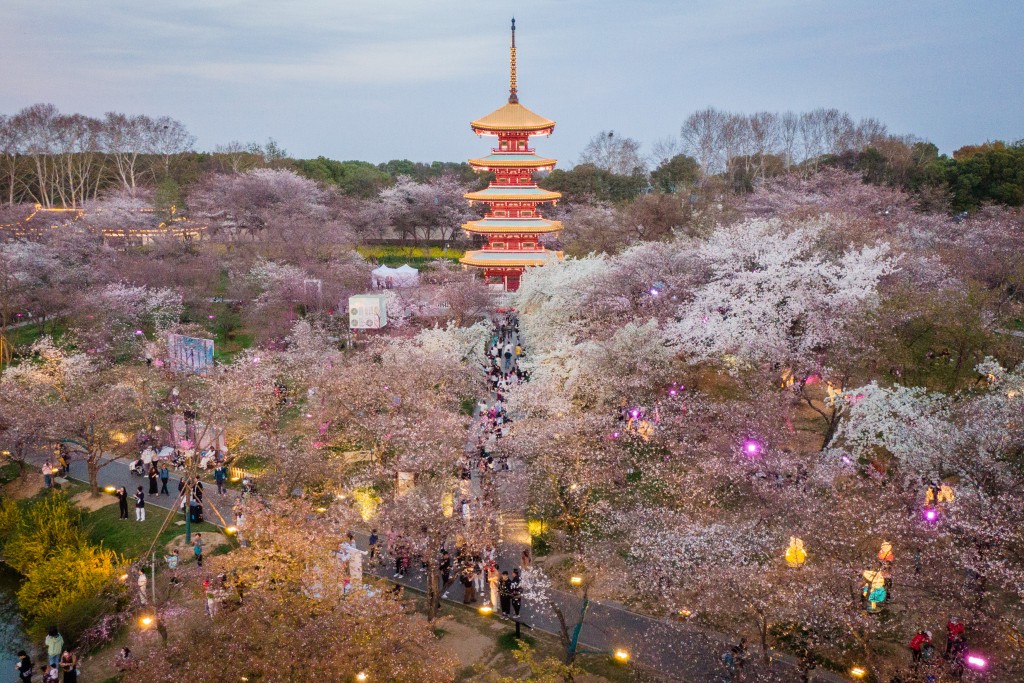 武漢東湖櫻花園。新華社