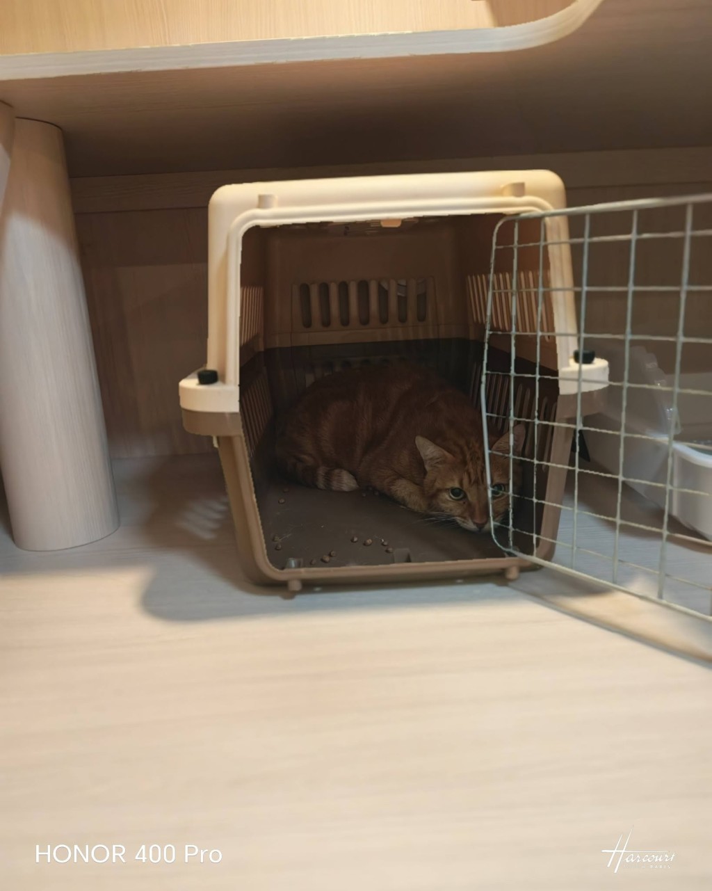 事發單位內貓咪獲熱心機構帶走照顧。FB:Easypet LTD 事發單位內貓咪獲熱心機構帶走照顧。FB:Easypet LTD