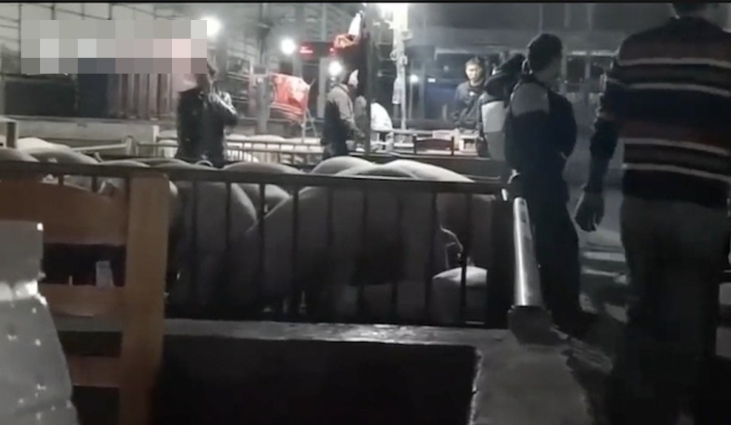 涉事豬肉屠宰場。網圖