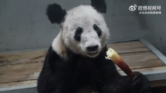 大熊貓「丫丫」健康狀況穩定。北京動物園