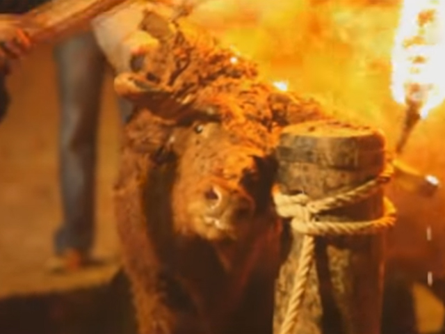 村民點燃火把。 PETA影片截圖