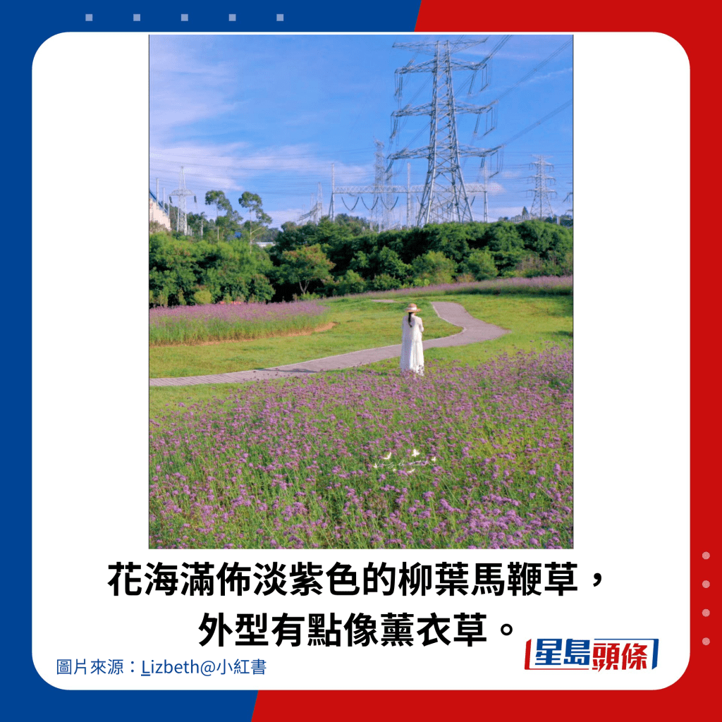 花海滿佈淡紫色的柳葉馬鞭草, 外型有點像薰衣草。