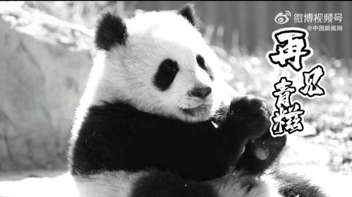大熊猫“青糍”病逝。