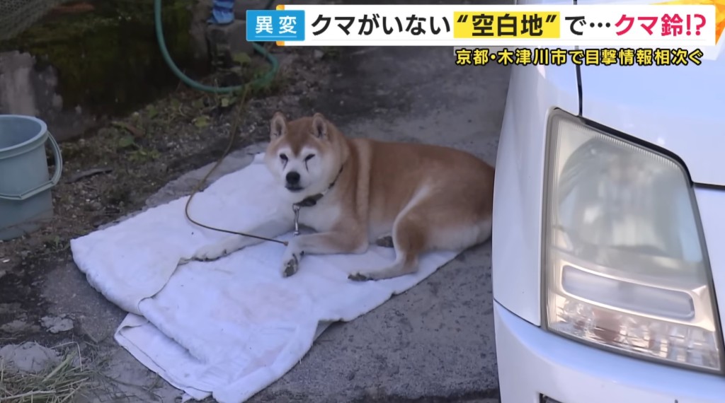 岩手縣和宮城縣近期分別有柴犬疑遭野熊叼走。worsethanbacktoindia/Threads 岩手縣和宮城縣近期分別有柴犬疑遭野熊叼走。worsethanbacktoindia/Threads