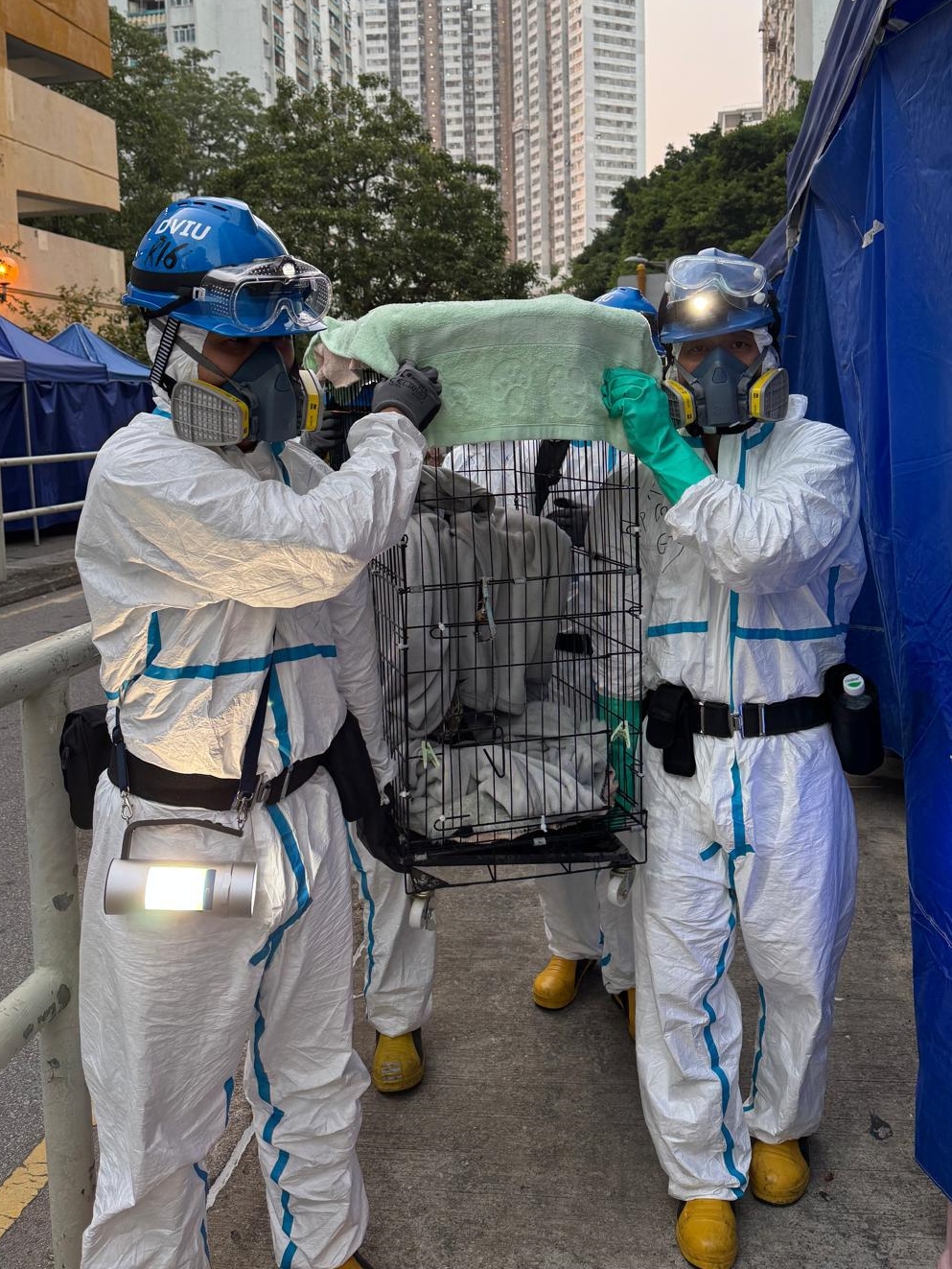 警方DVIU人員災後第8日再次進入大廈，拯救被困動物。