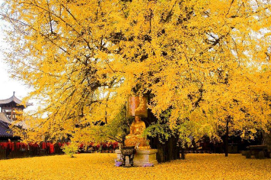 被稱為中國最美銀杏樹的西安古禪寺千年銀杏樹