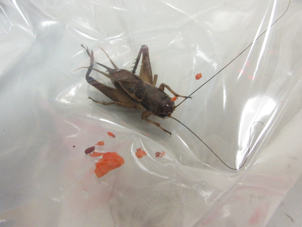 海关检获怀疑非法进口活体蟋蟀。