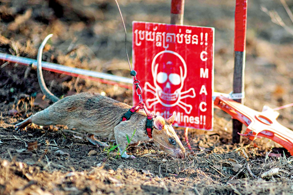 非洲巨鼠羅寧2022年在柬埔寨北部柏威夏省協助掃雷。