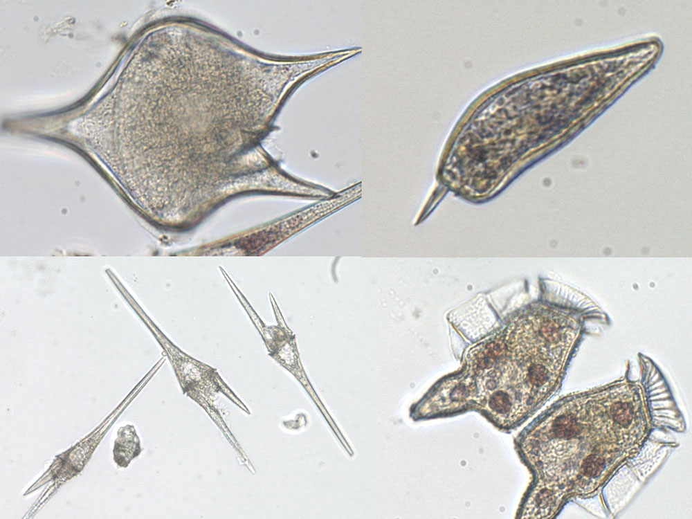 顯微鏡下的雙鞭毛藻。科大提供