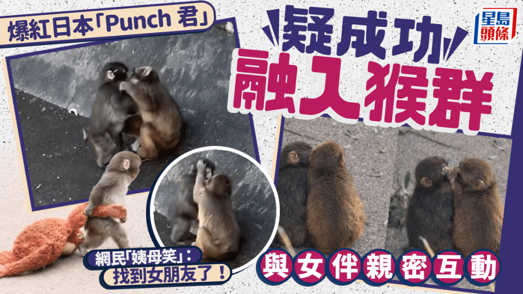 孤獨Punch君｜疑成功融入猴群 與女伴親密互動 網民：「找到女朋友了」。圖片來源：X@rds_radio 影片截圖，小圖：X@mihamiha_trend