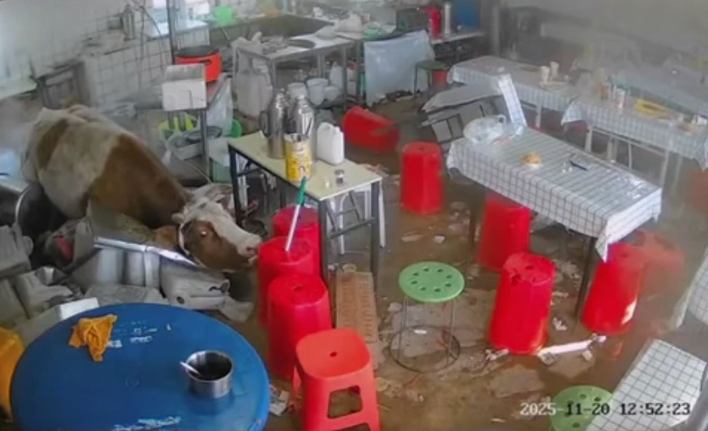 內蒙古有牛隻發狂衝入餐館大肆破壞。抖音