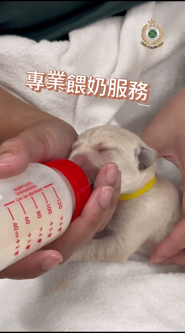 海關期望，9隻幼犬能健康快樂成長，將來能與父母一樣，成為出色搜查犬。