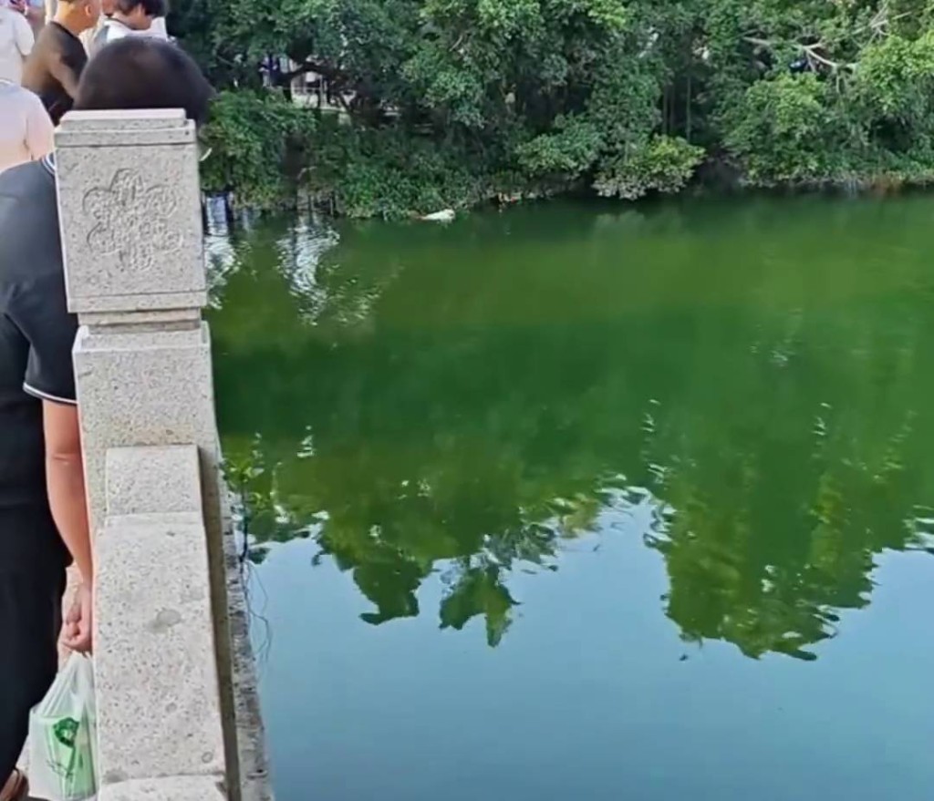 女子躺海南海口人民公園水面漂浮，引來路人圍觀。