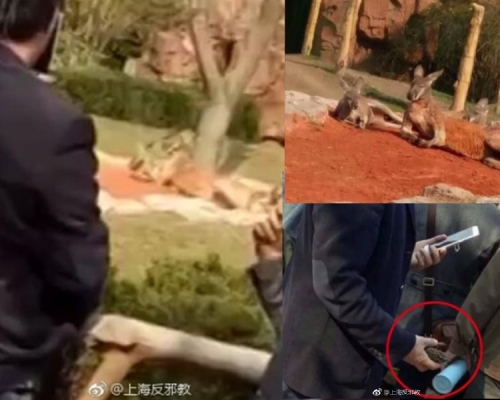 該男子「西裝骨骨」，一手拿石頭，一手拿手機，然後用力一揮，從柵欄外向袋鼠擲石。
