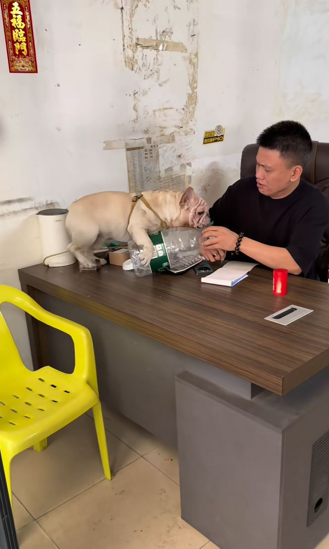 “小白”的捡胶樽变卖影片，令牠每月总收入近万元。