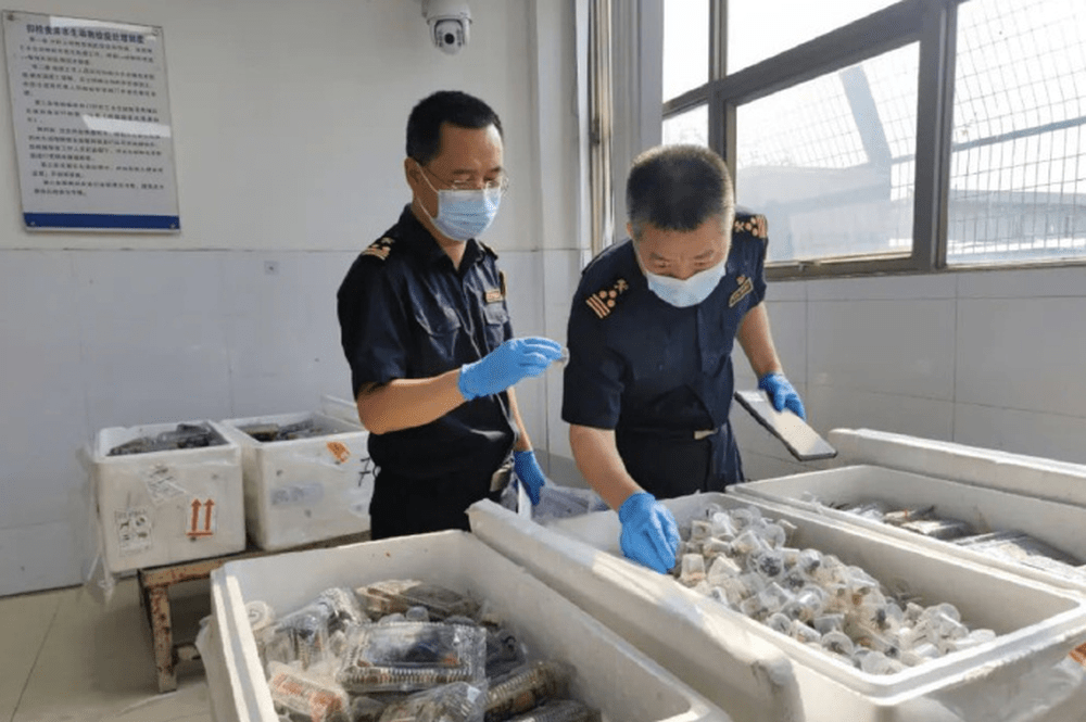 廣州海關查獲5380隻吸血鬼蟹。
