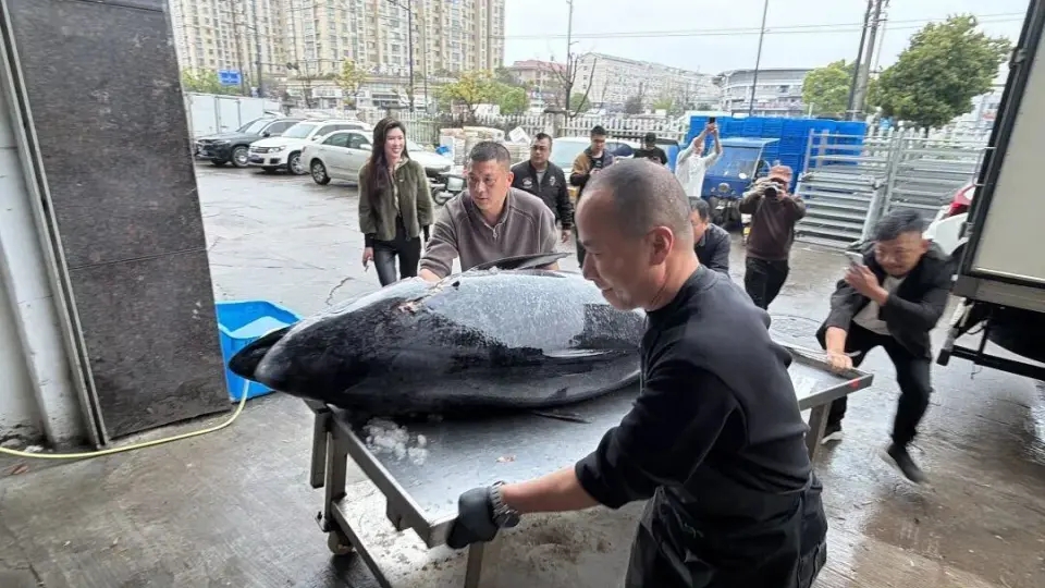浙江渔民捕获巨型蓝鳍吞拿鱼。 浙江渔民捕获巨型蓝鳍吞拿鱼。