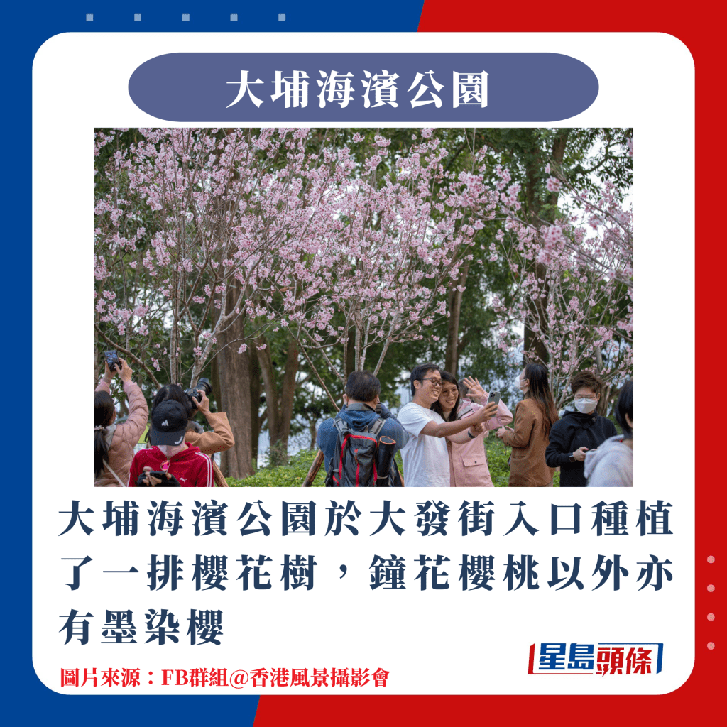 香港10大赏樱热点｜大埔海滨公园于大发街入口种植了一排樱花树，钟花樱桃以外亦有墨染樱