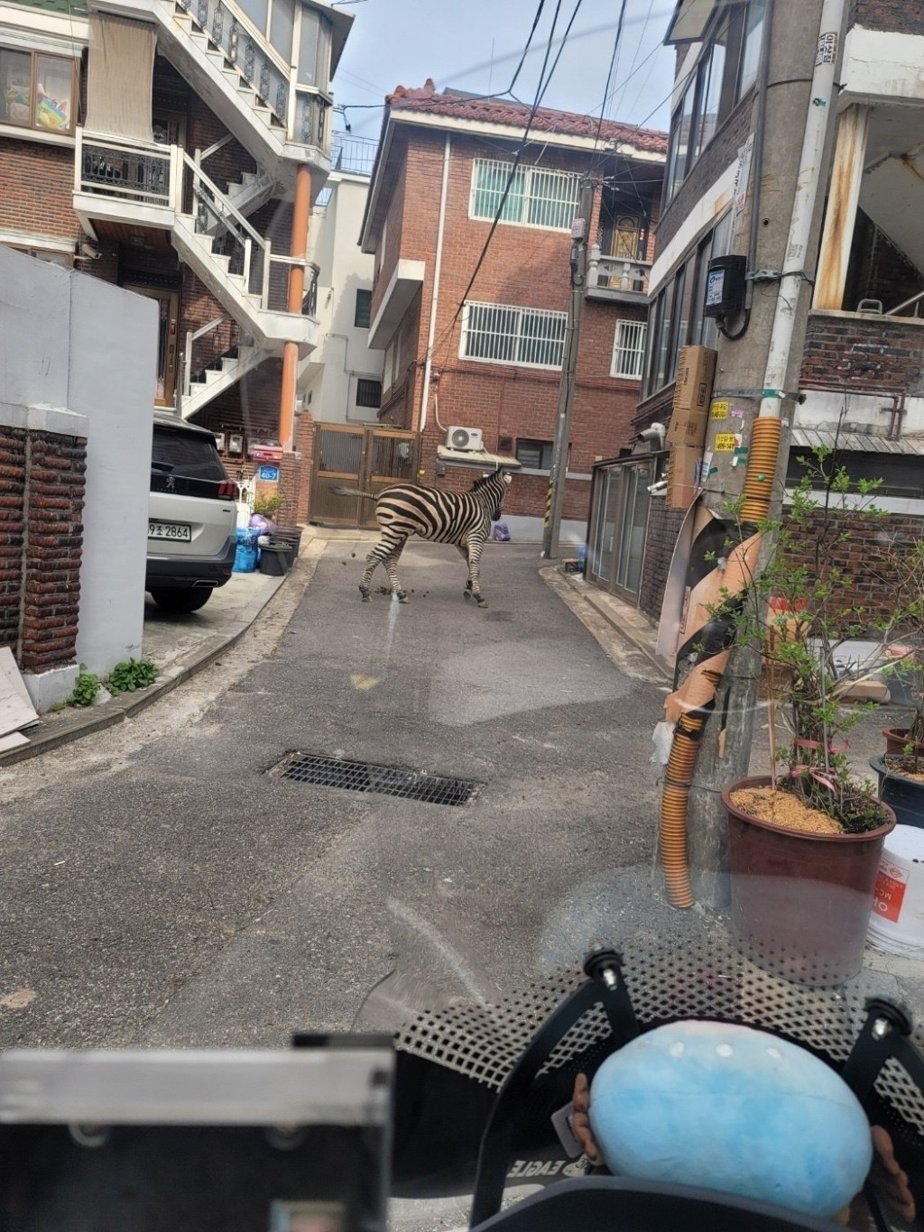 斑馬Sero走入住宅區一條小巷。 Twitter