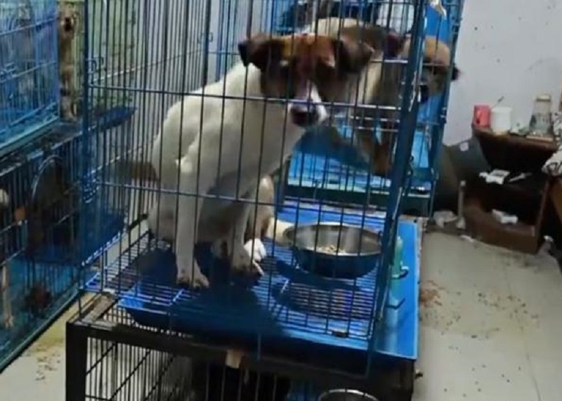 重慶68歲老人救助流浪動物月花8萬元。網上圖片