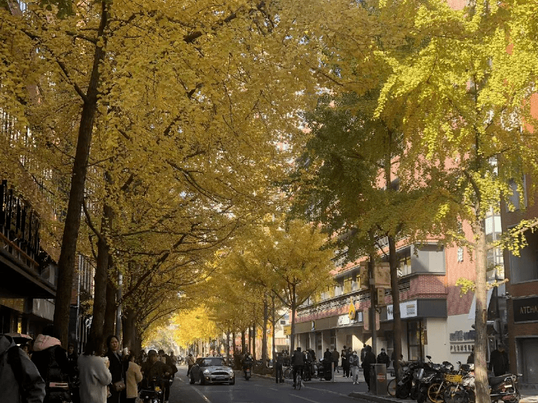 上海的一条马路因银杏树叶金黄突然成为暴火的景点。