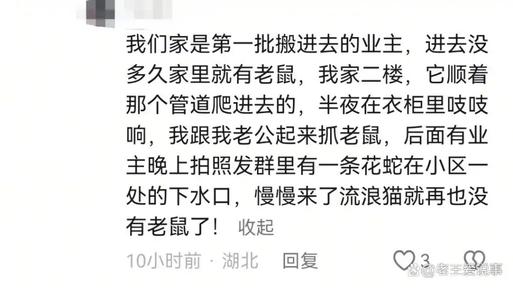 居民指流浪貓為該區滅鼠作出了貢獻。