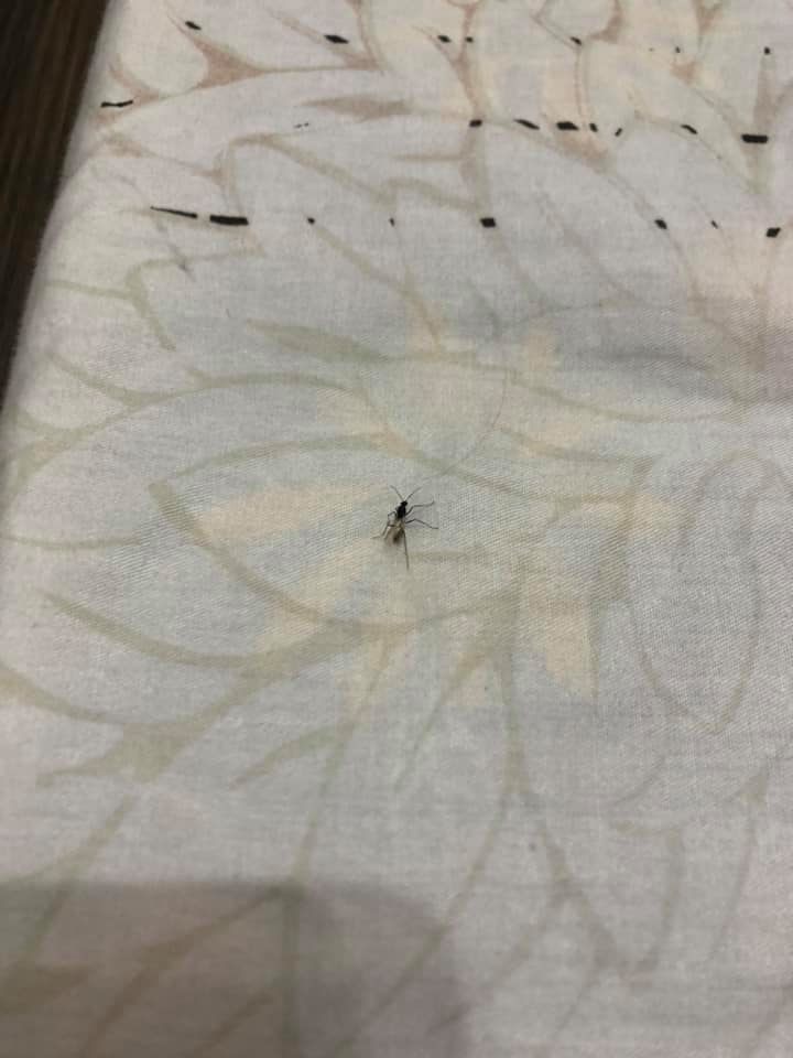香港昆蟲學會會長陳濤表示,看似是弓背蟻的繁殖個體,是常見會飛入屋的昆蟲。 屯門好生活FB圖