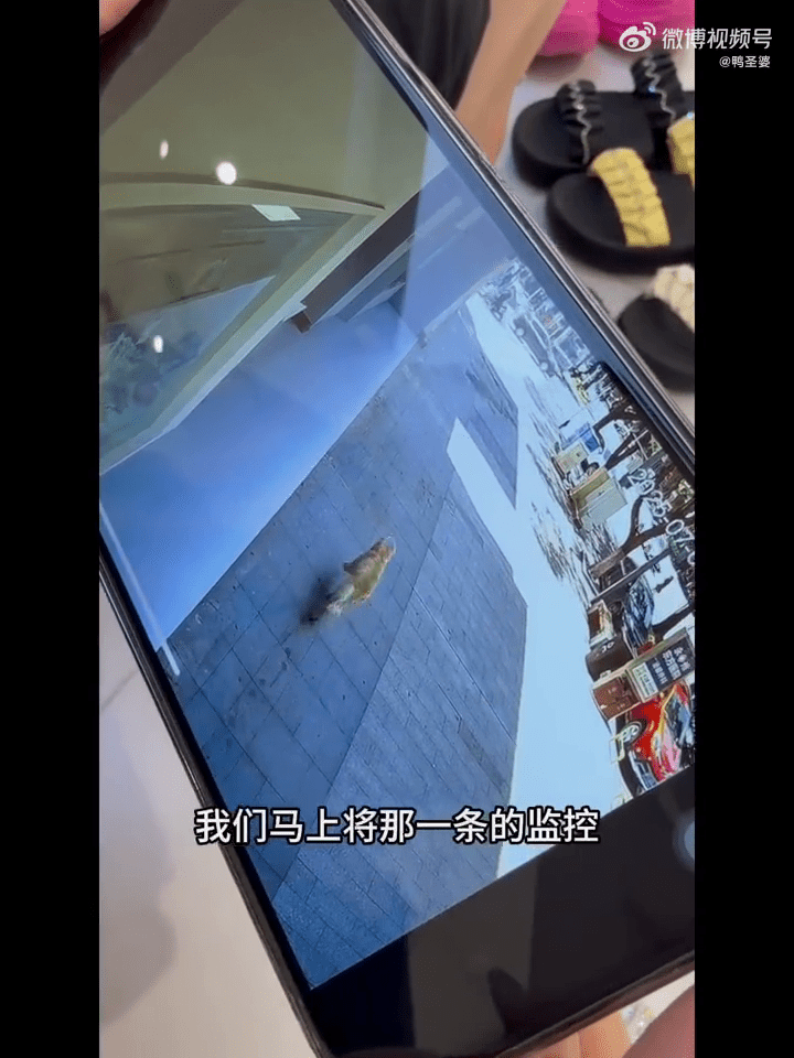 狗主稱閉路電視可見金毛犬進店前還是「生生猛猛」。 狗主稱閉路電視可見金毛犬進店前還是「生生猛猛」。