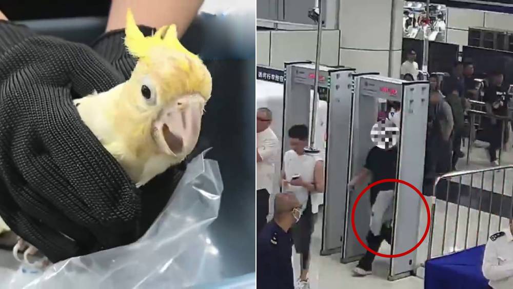 男旅客左手纏外套在深圳灣口岸過關，驚揭「棉手套」內藏瀕危葵花鸚鵡。