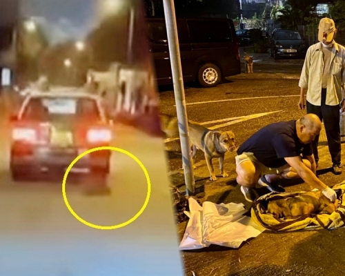 一輛新界的士撞到一隻狗後不顧而去。網民Eric Leung截圖